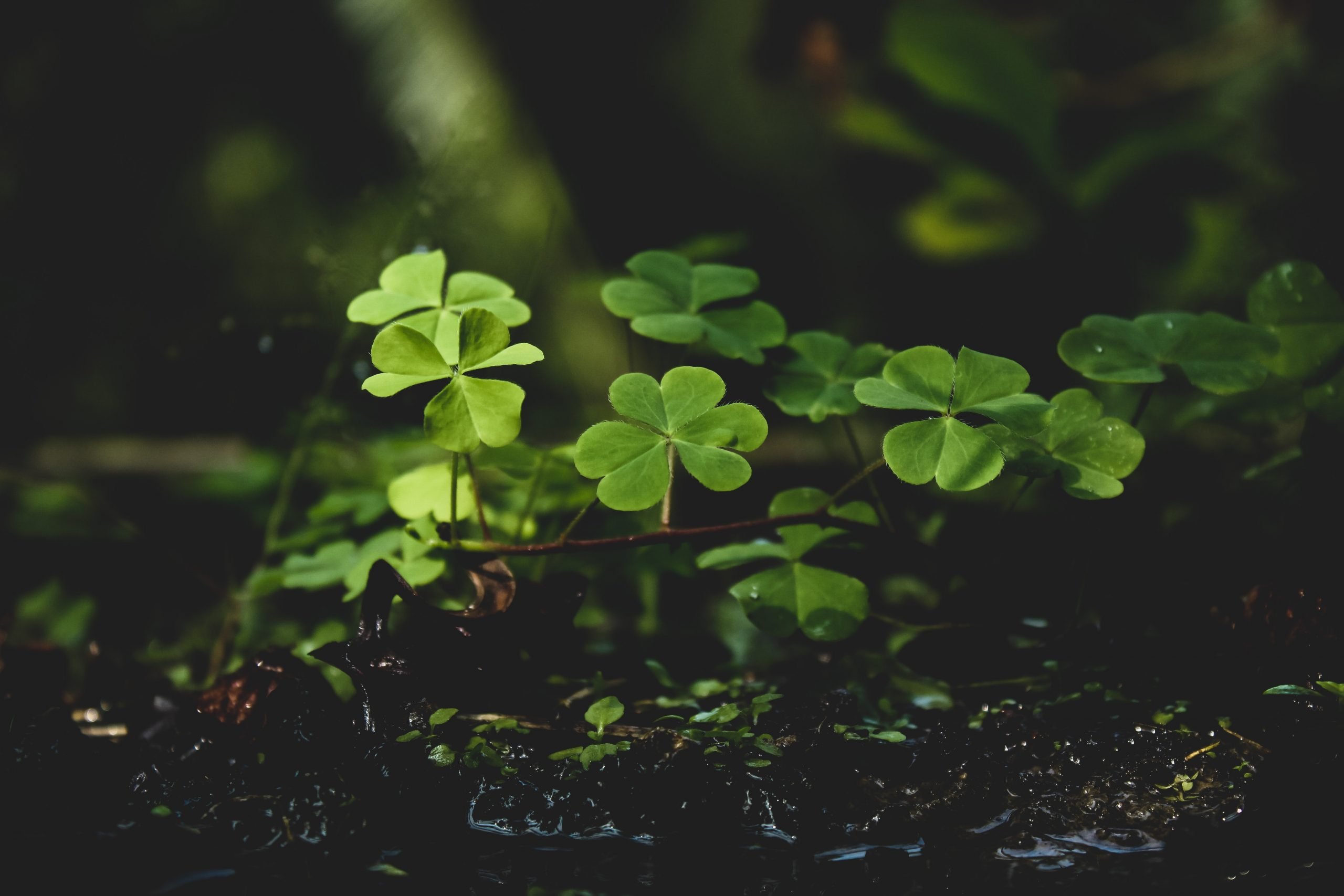 Clovers