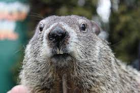 groundhog